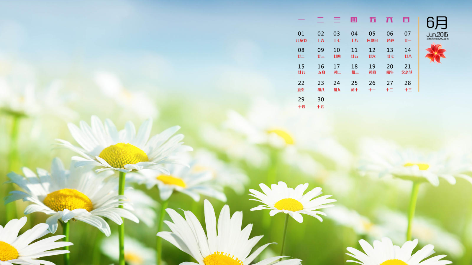 2015年6月日历精选小白花花卉高清植物壁纸下载-日历壁纸-壁纸下载-美桌网